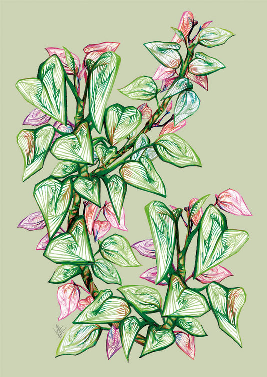 Giboia