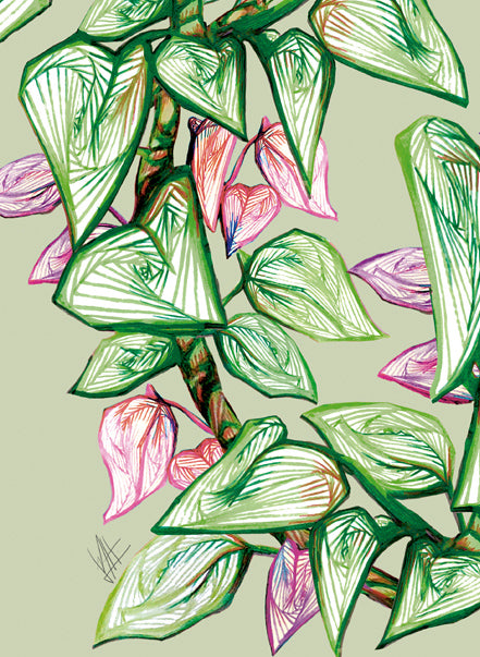 Giboia – Giboia botanical modern wall art fine art print A4 A3 CLOSE 3